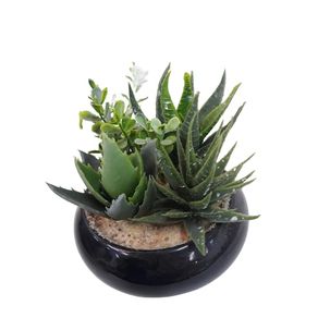 3620 VASO SUCULENTA  12CM 3620 VASO SUCULENTA  12CM