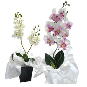 B03 ARRANJO DE ORQUIDEA B03 ARRANJO DE ORQUIDEA