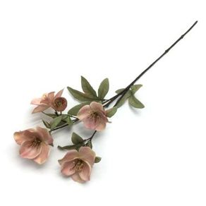 W113-276RS GALHO MAGNOLIA  X5